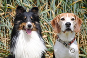 honden foto van Josien