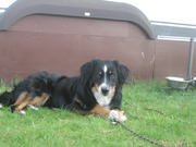 honden foto honden foto van Tessa