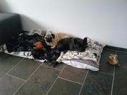 honden foto van Kevin den Houting