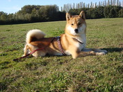 honden foto van ***Tammy***Ryuu***