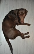 honden foto van Jordy