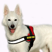 honden foto honden foto van Maralevika