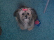 honden foto van charlie