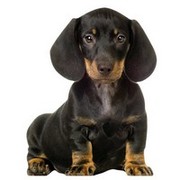 honden foto van annefloor