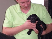 honden foto van robert