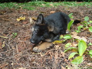 honden foto van Daisy
