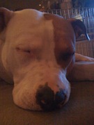 honden foto van Danielle