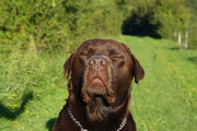 honden foto van prutske