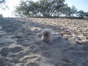 honden foto honden foto van Lotte