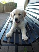 honden foto honden foto van Sylvia