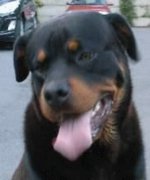 honden foto van Debby