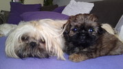 honden foto van ìlonka