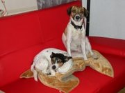 honden foto van  Boulie