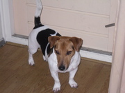 honden foto van Saskia