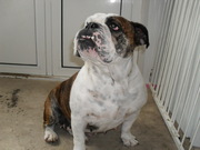 honden foto van bailey