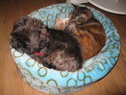 honden foto van Shiva