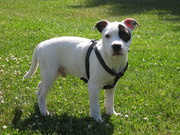 honden foto van Staffs Exclusives