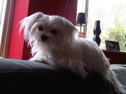 honden foto van Marleen