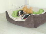 honden foto van Cynthia en Bo