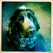 honden foto van Marjolein