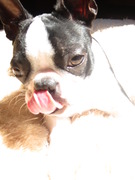 honden foto van Sarah