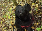 honden foto van Jasper En Anita