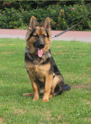 honden foto van paula