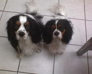 honden foto van wendy