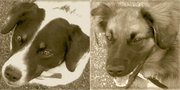honden foto honden foto van Betty