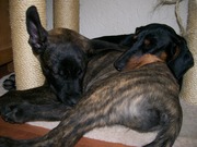 honden foto van Annika (Cookie&Tess)