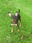 honden foto van Chantal