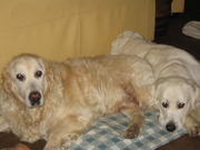 honden foto van roby