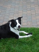 honden foto honden foto van cindy