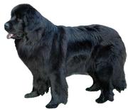 honden foto van Frans