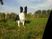 honden foto van Stella en Mylow