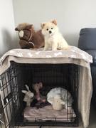 honden foto van elke