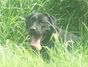 honden foto van Beau