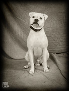 honden foto van sandra