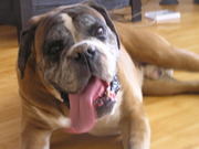 honden foto van astrid