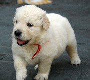 honden foto honden foto van Deborah