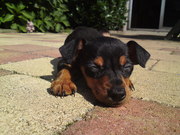 honden foto van yvonne