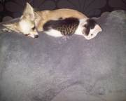 honden foto van Pris