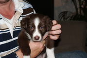 honden foto van sita