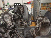 honden foto van Marty