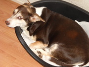 honden foto honden foto van elly stokkermans