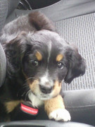 honden foto van Cindy