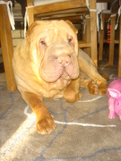 honden foto van Valérie