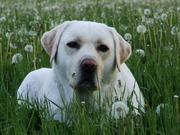 honden foto van Cees