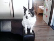 honden foto van lenie..