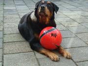 honden foto van rene